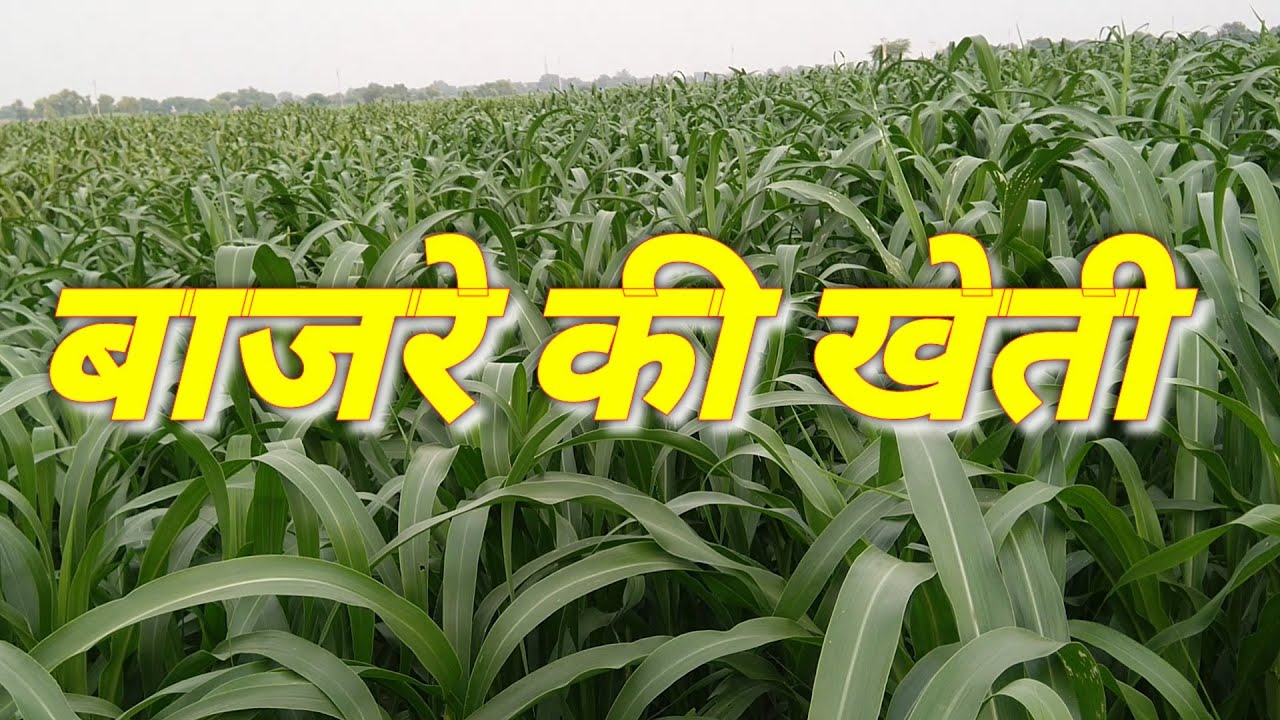 बाजरे की खेती सम्पूर्ण जानकारी I Bajre ki kheti Millet Cultivation Full information