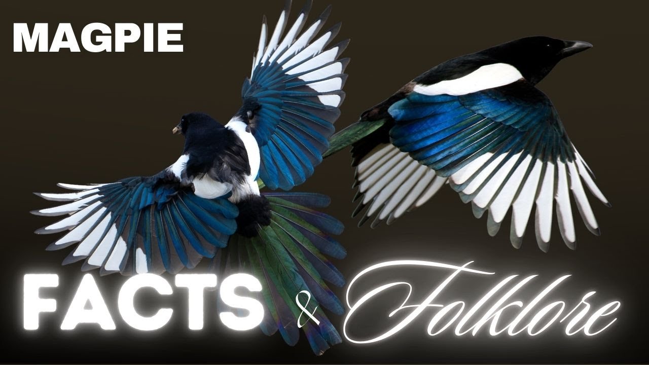 Magpies: Fact vs Folklore 🖤 “One for Sorrow…” | Fact & Folklore Episode 1