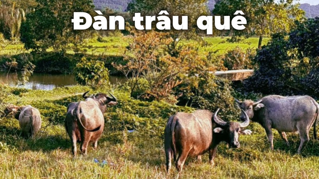 Một buổi chiều rất yên bình ở làng quê