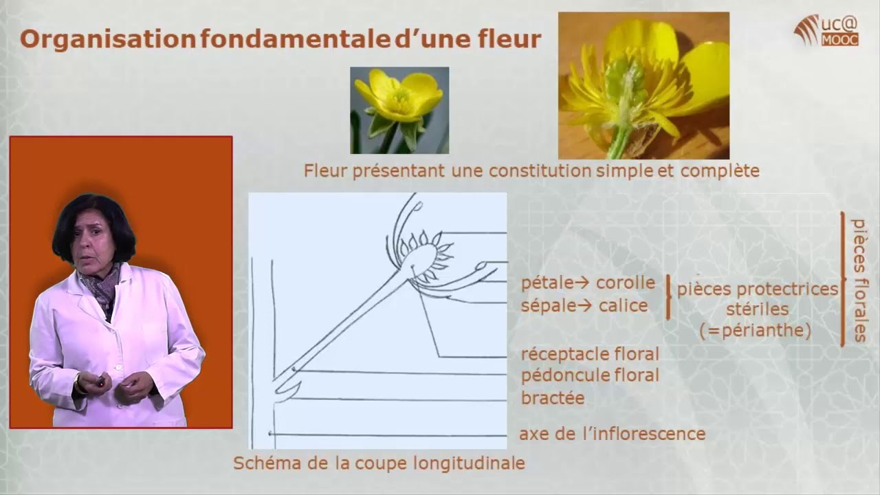 I. Introduction & Organisation fondamentale d’une fleur