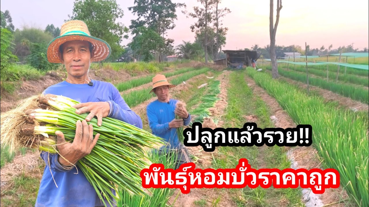 หอมพันธุ์ปลูกง่าย ต้นยักษ์ราคาถูก!! ผลผลิตต่อไร่สูง ทนทั้งแล้งหนาวและฝน ปลูกไว้บริโภคดีนักแล