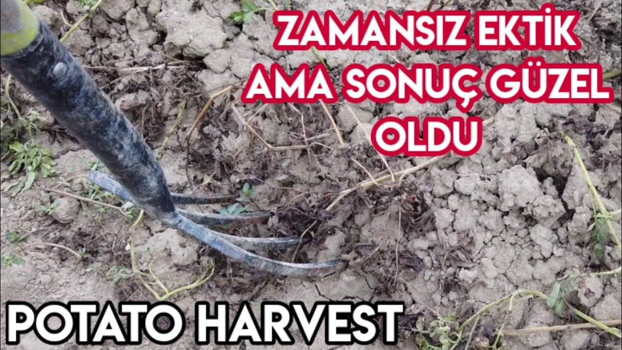 Patates Hasadı, Zamansız Ekim ve Sürpriz Verim