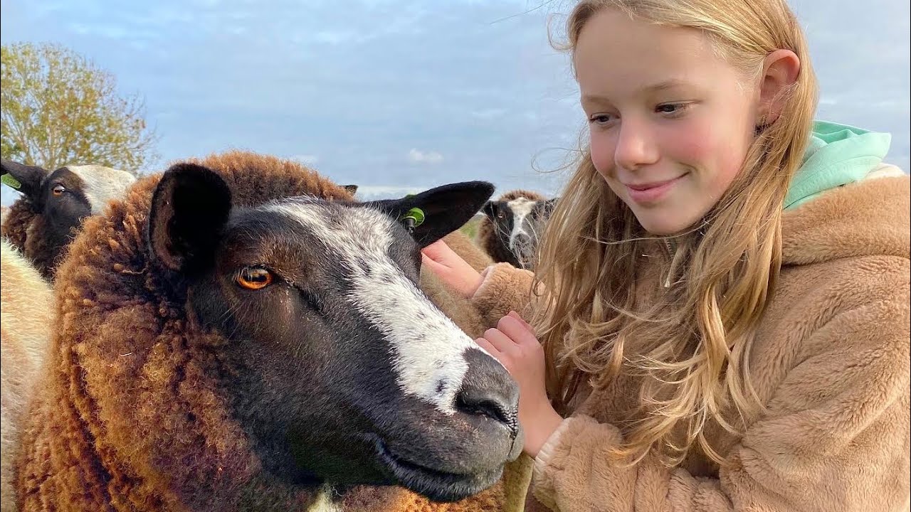 In a flock of sheep| Loulou & Coco's Diary.