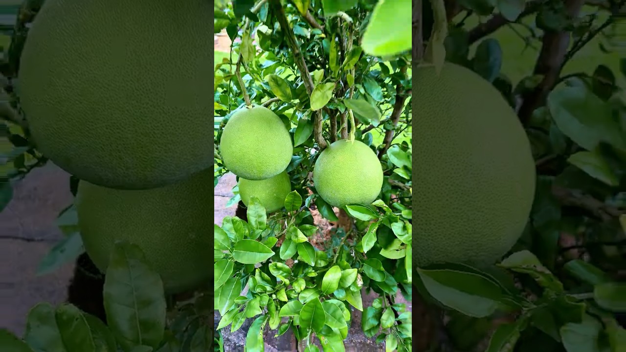 Citrus Season Is Almost Here! 🍊 Unripe But Nearly Ready &ndash; Lemons, Mandarins & Pomelos!
