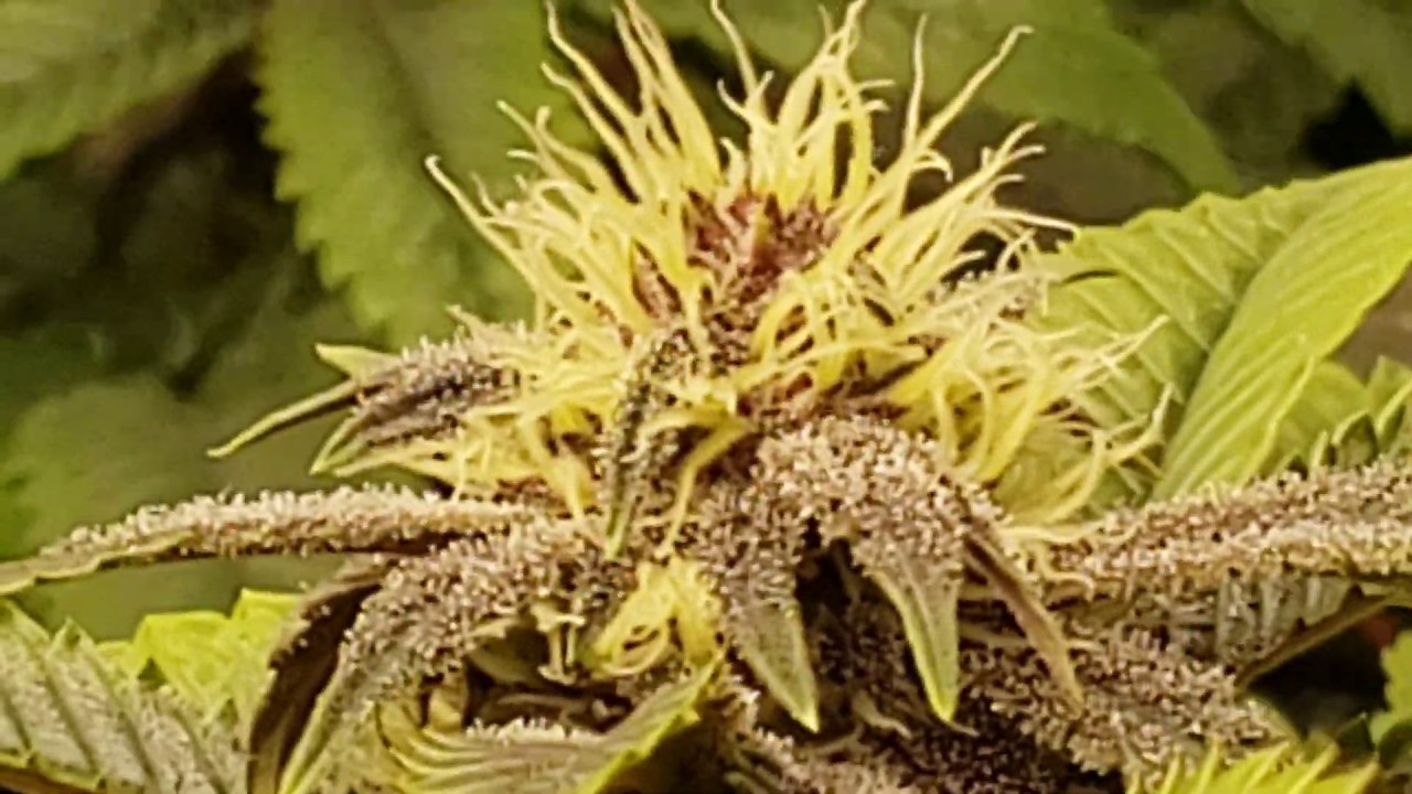 Pupil grow 7