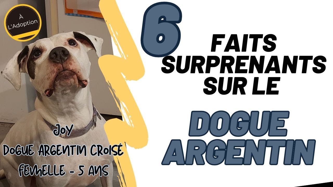 Ce que tu dois ABSOLUMENT savoir sur le Dogue Argentin… surtout le dernier point! 💯💯💯
