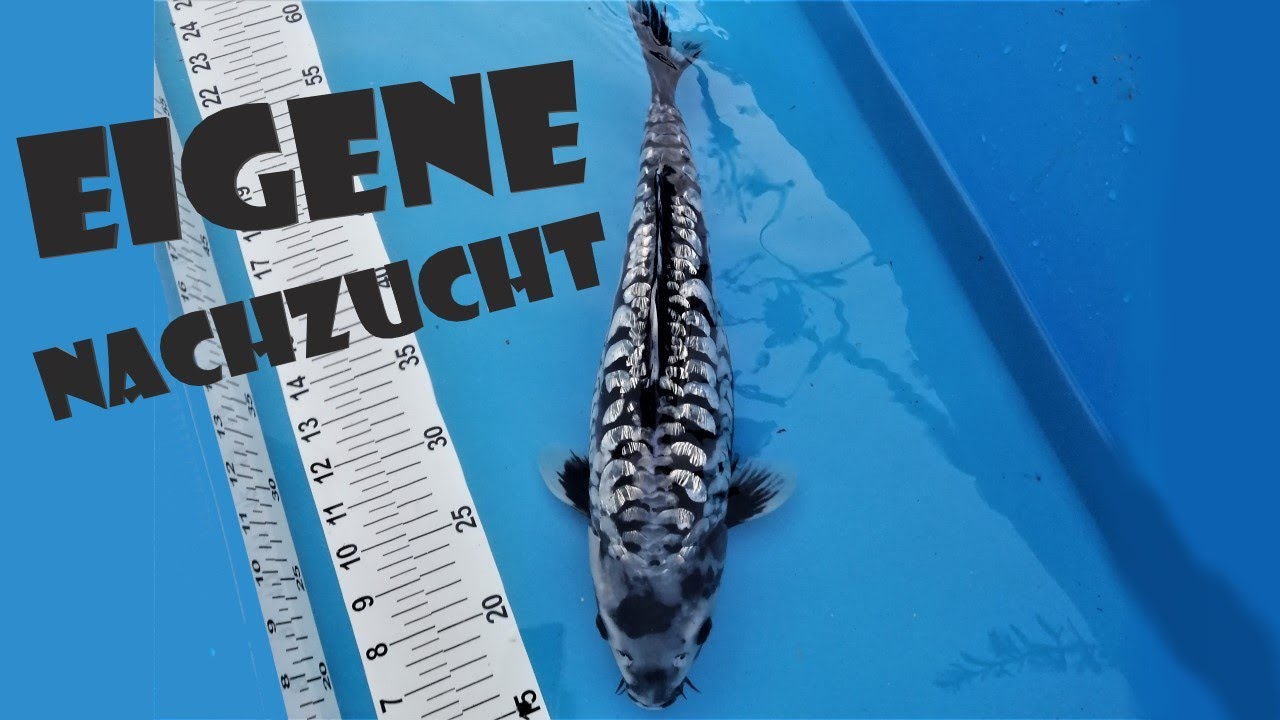 Koizucht - Meine Jumbo Tosai mit &uuml;ber einen halben Meter