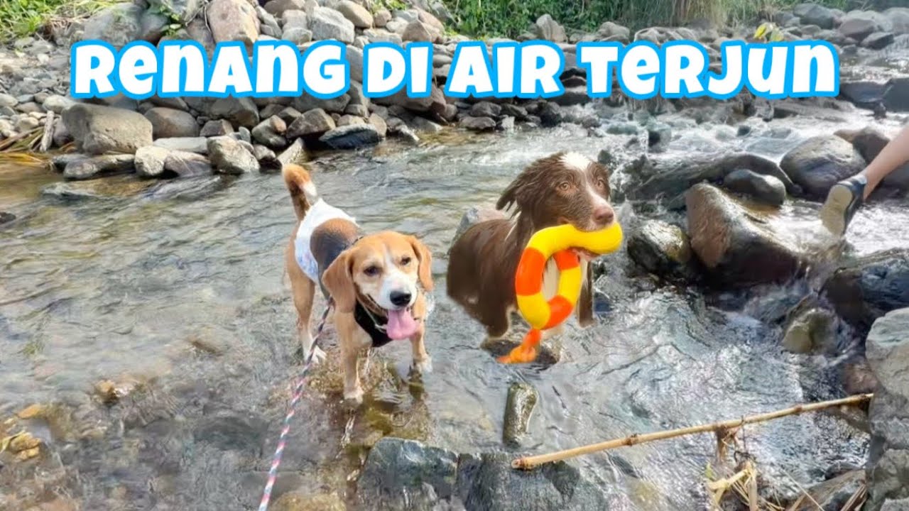 RYUKI & RAIDEN RENANG DI AIR TERJUN‼️ SERU BANGET😍🐶