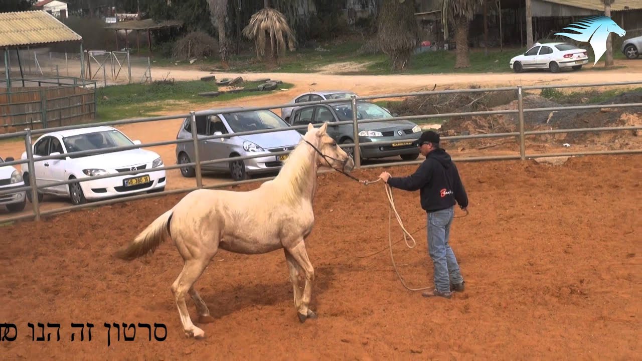 פרומו אילוף סייחים- all4horses אילן רוזנברג אילוף סוסים