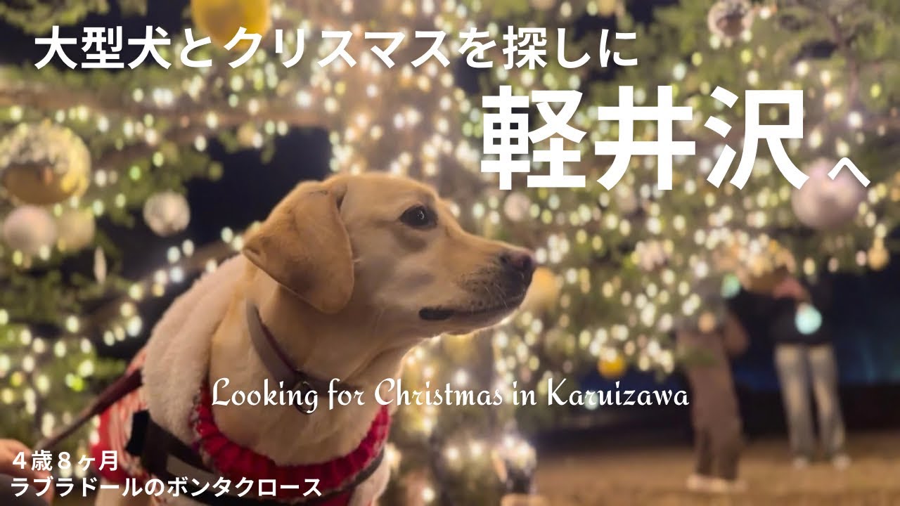 【ラブラドール#177】クリスマスを探しに軽井沢へ★labrador retriever   ラブラドールレトリバー　大型犬　Xmas Christmas 高原教会