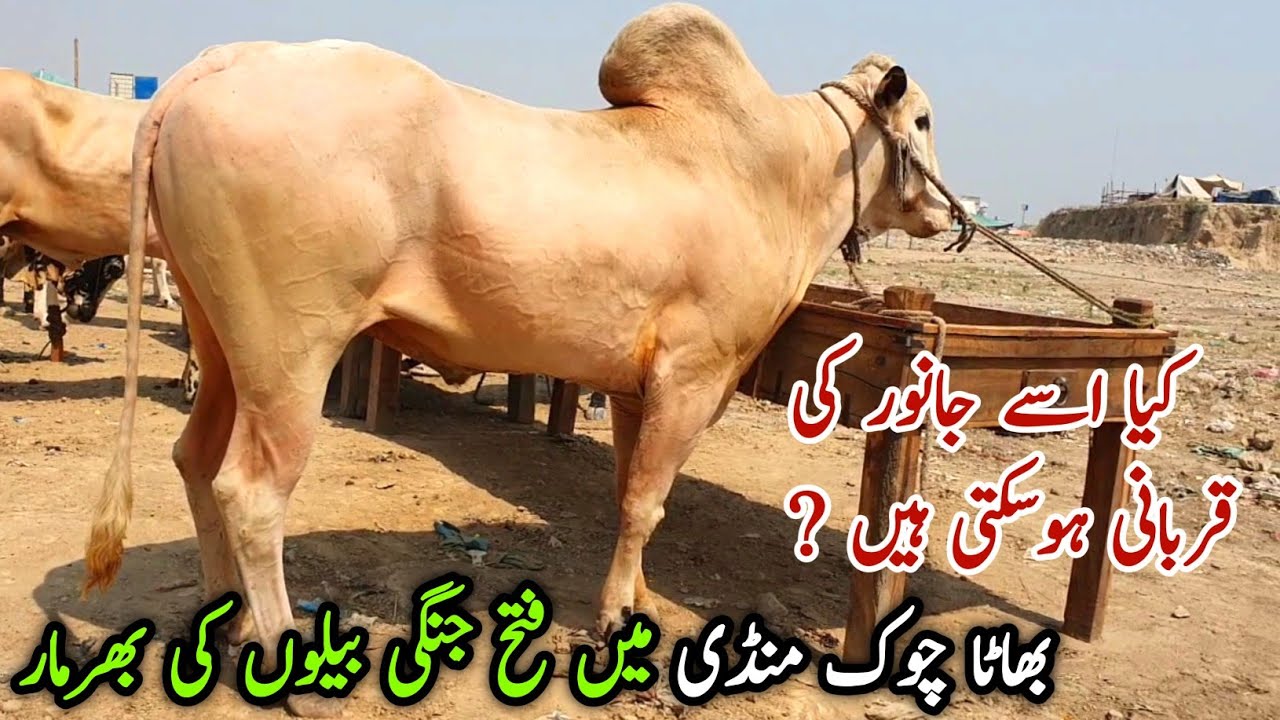 Fatehjangi Bulls Unloading Rates Bhatta Chowk Mandi Update 2 June 2024