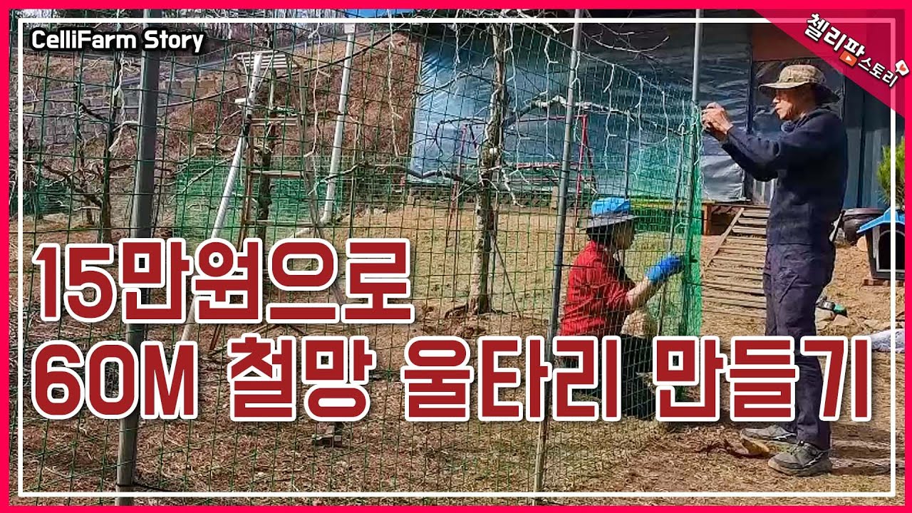 이 울타리로 닭을 지킬 수 있을까? 튼튼한 철망으로 교체하긴 했는데... #첼리팜스토리