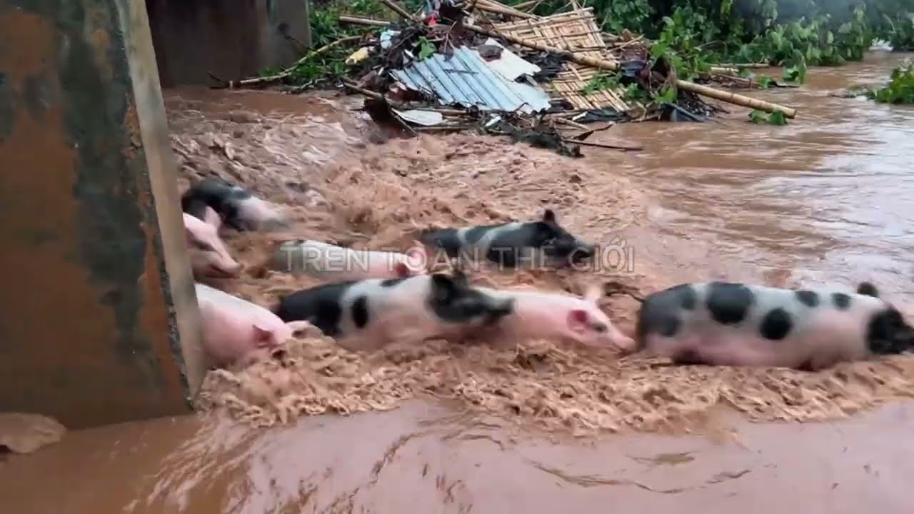 Lũ Lụt Kinh Hoàng: Toàn Bộ Chuồng Trại Tan Hoang