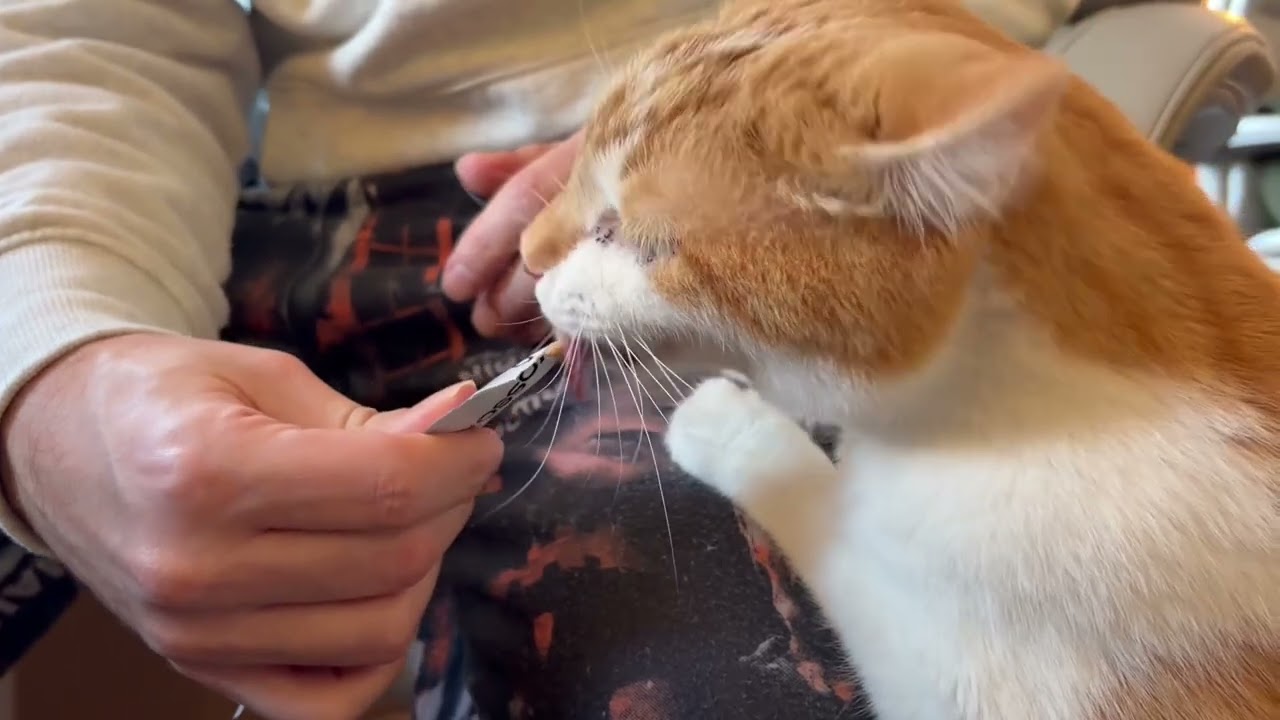 My 2 cats go crazy for these treats! Quality ingredients? YOSSOA