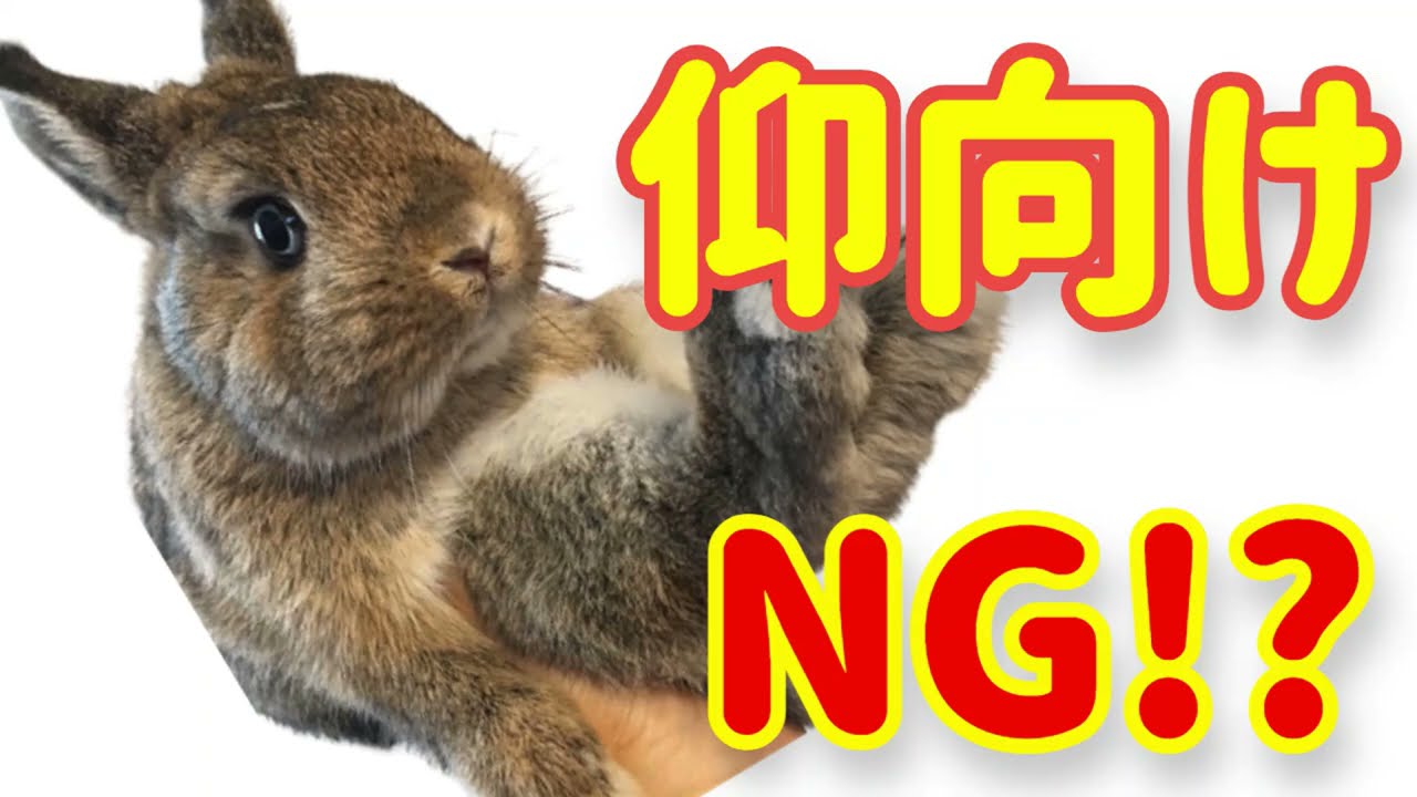 うさぎの仰向けNG!?【本当はストレス!?】#55　うさぎの飼い方Vol.26