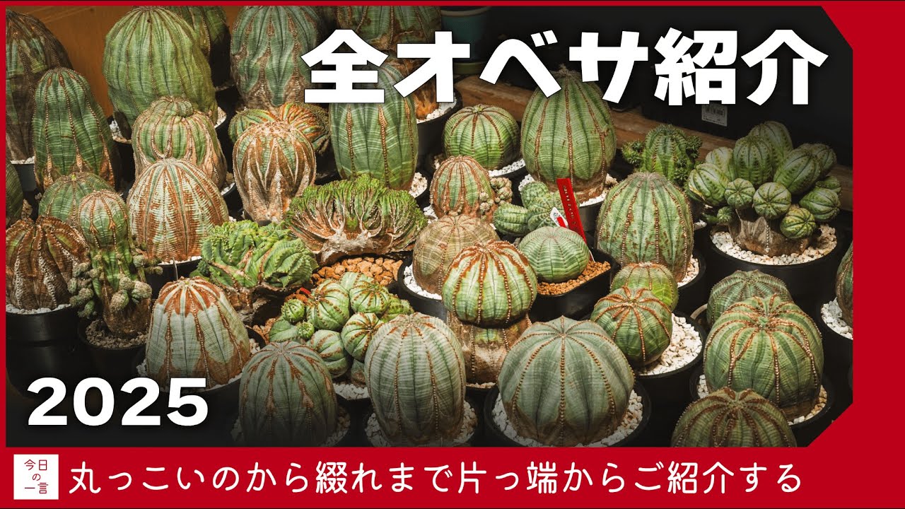 【2025版】我が家の全てのオベサをお見せします【アガベ・塊根・多肉】