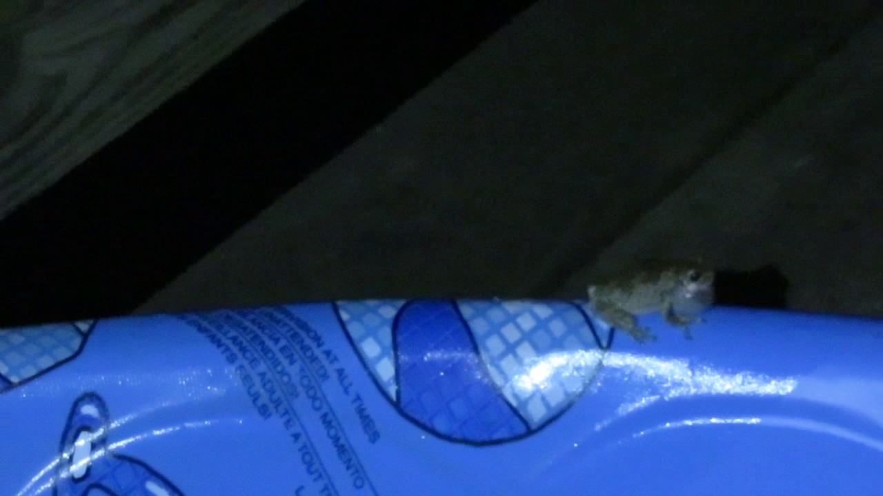 Screaming Frogs