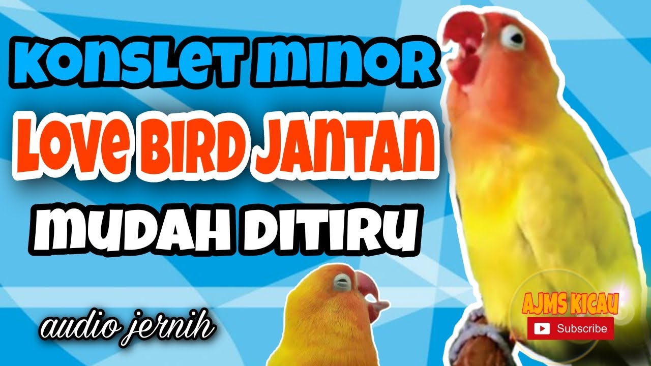 Masteran konslet love bird jantan minor - audio jernih