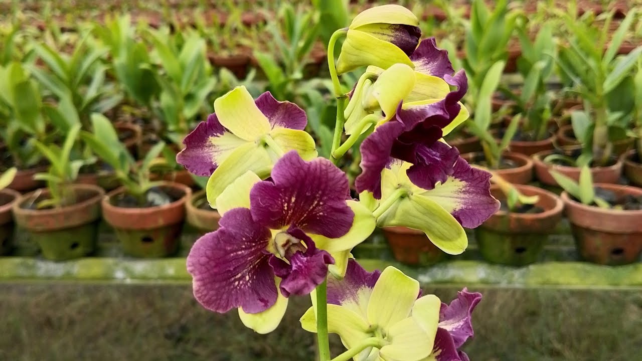 live sale anggrek 3
