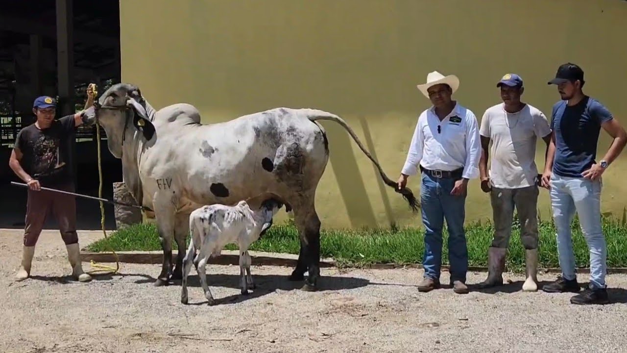 SARDO NEGRO.. Rancho VALLEHERMOSO.. Tonalá.. Chiapas.. MX.. 3ra. Parte...