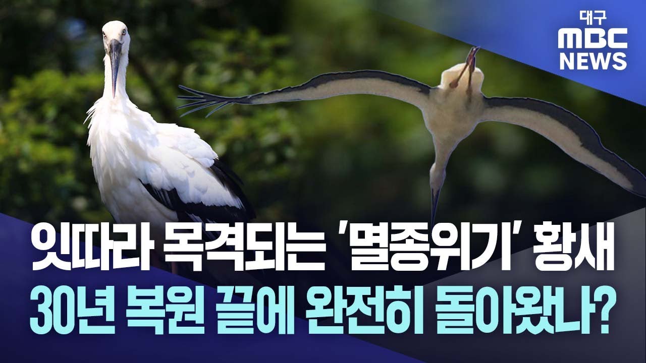 잇따라 목격되는 '멸종위기' 황새&middot;&middot;&middot;30년 복원 끝에 완전히 돌아왔나? | 대구MBC뉴스