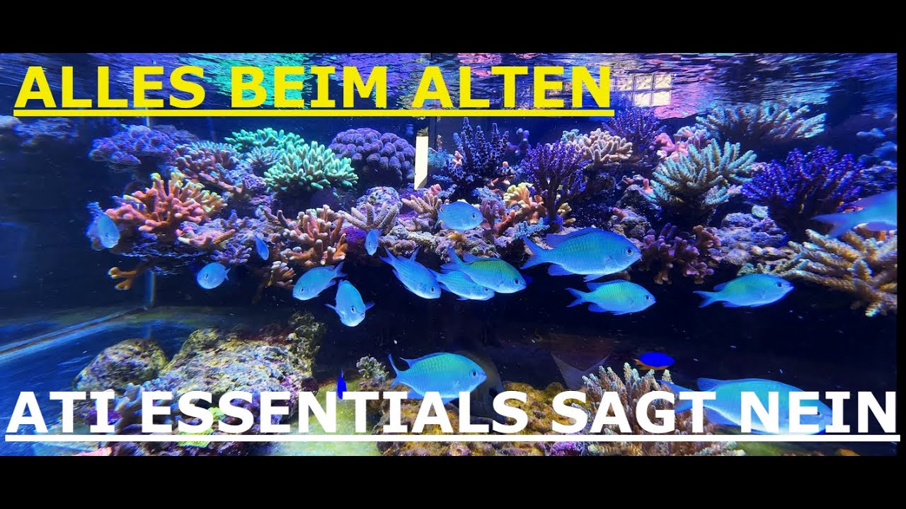 Meerwasseraquarium Update zur Jecod DMP65 + ATI hat Geantwortet RiffbArsche Killen sich gegenseitig