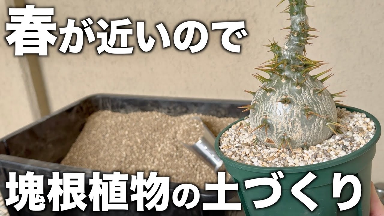 塊根植物がよく育つ土と、育ちそうな土を紹介します