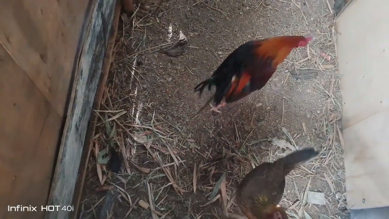 nailagay kuna ang manok na tandang at inahin sa ginawa kung playpen