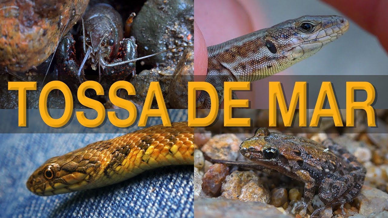 Tossa de Mar Wildlife - Herping Birds and Butterflies - Spain Nature