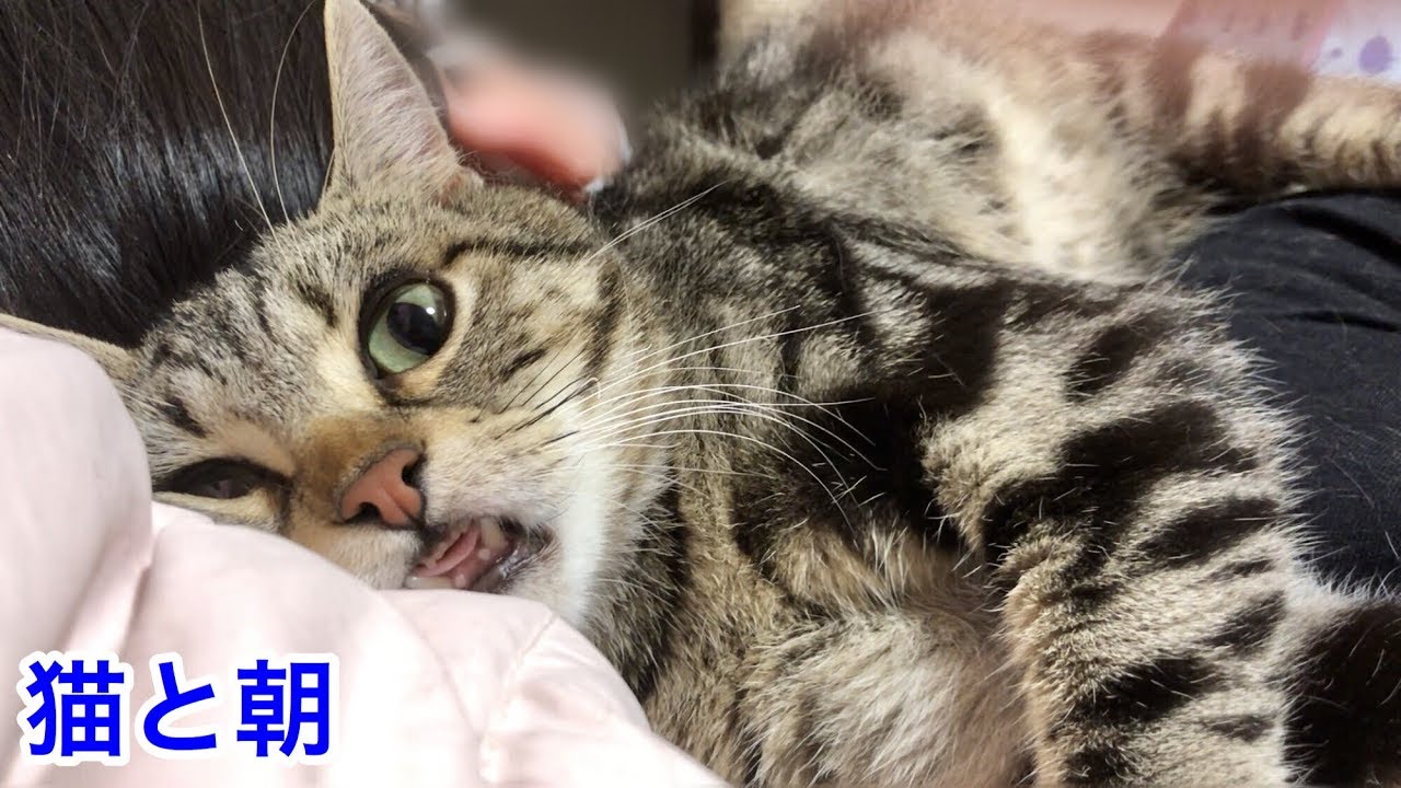 猫と一緒に朝を過ごすとこうなりますｗ