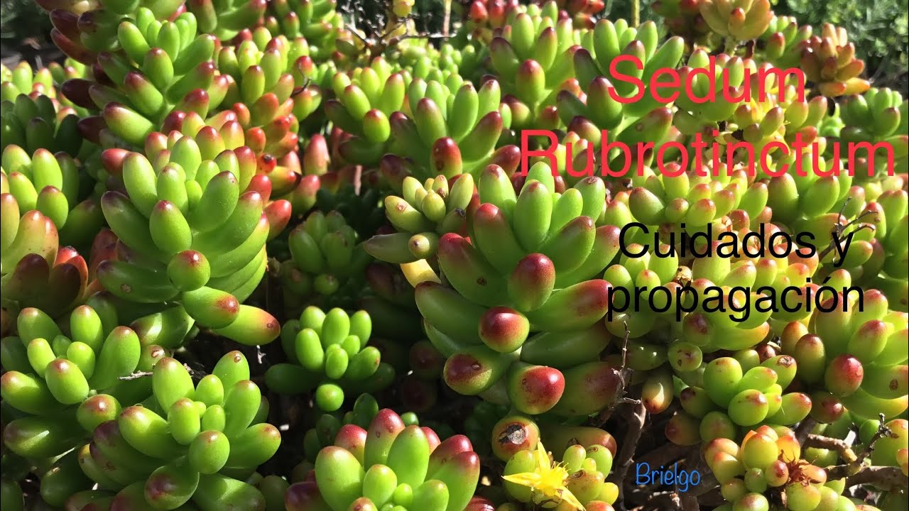 Sedum Rubrotinctum || Cuidados y propagación ||