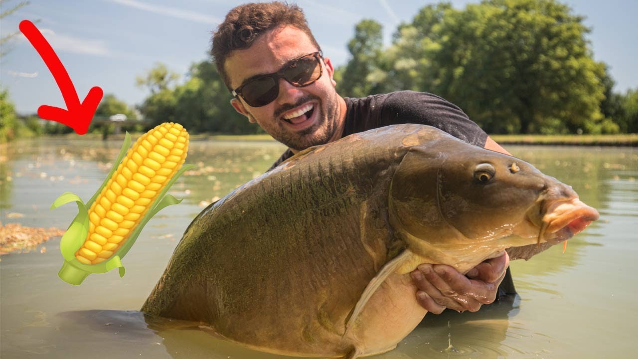 Karpfenangeln mit Dosenmais! #freestylefishing