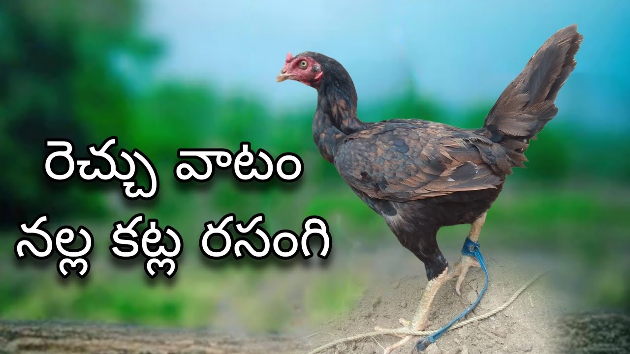 #KVR BREEDES#8367452092#bhimavaram chicks#peru cross chicks#chicks#patta punju#birds#chicken#viral