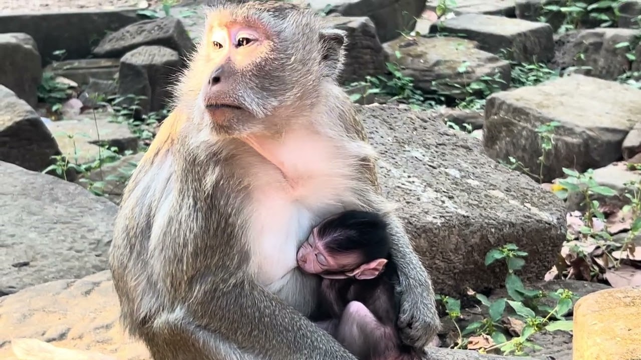 So pretty baby monkey natural 