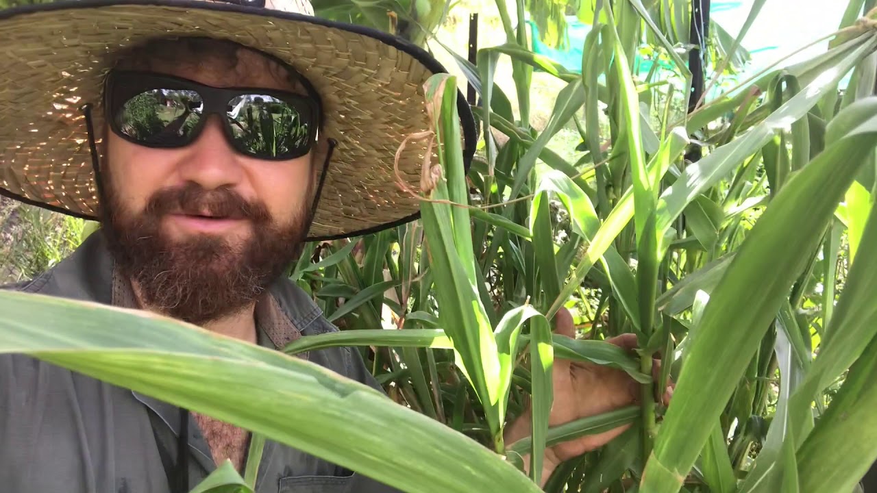 Plant Profile Teosinte, Zea mays subsp