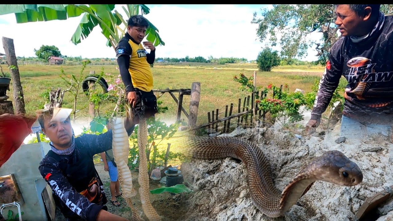 COBRA SA ALAMINOS PANGASINAN NAGTAGO SA LUMANG CR
