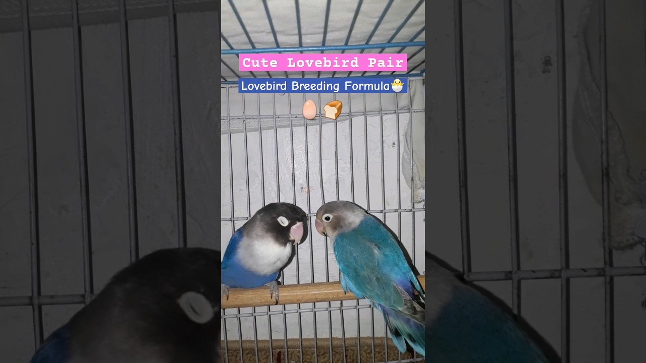 💙💜 Lovebird Breeding Formula 💤 #breeder #breedingformula #lovebird #shortvideo #shortsfeed #viral