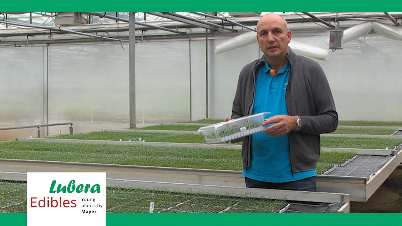 Heidelbeer-Jungpflanzen im innovativen Substrat-Tray