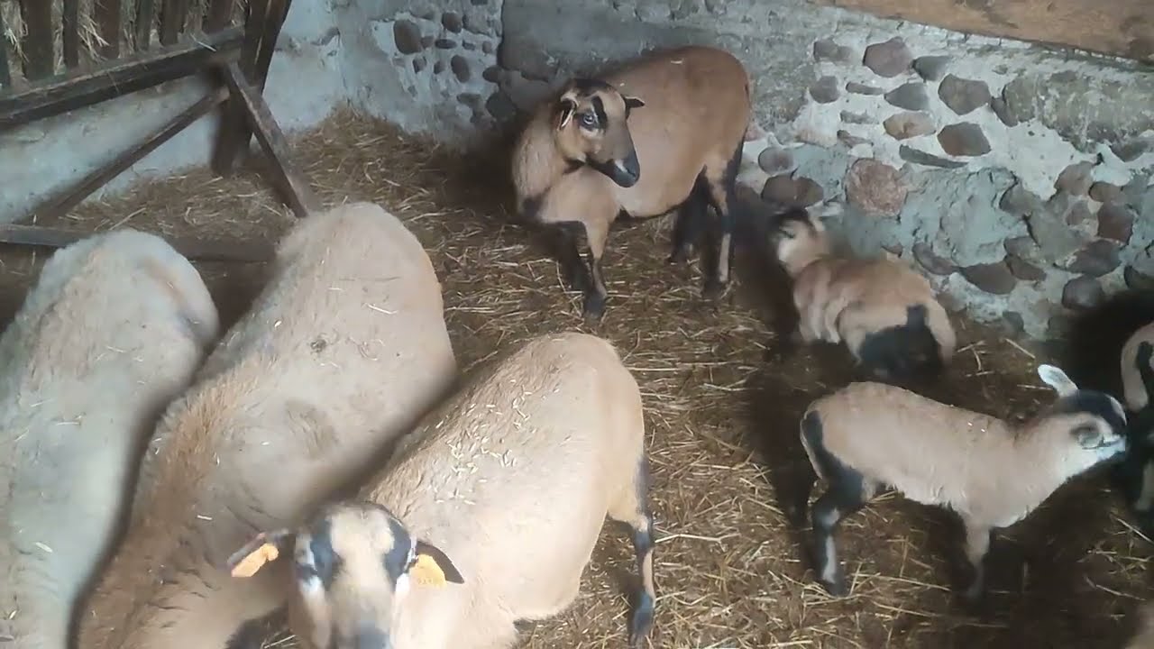Owce barbados i kameruńskie odc. 27