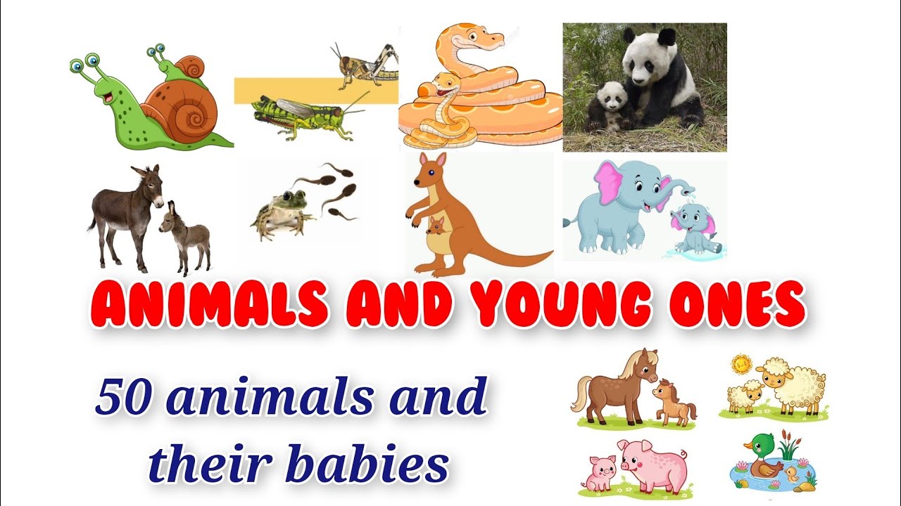 50 animals and their babies/ 50 animals and their young ones/with pictures/
