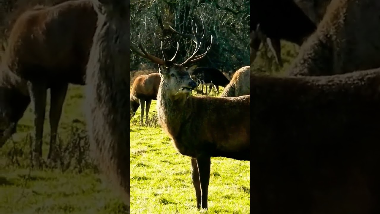Irish Deer #exploreireland #animals #beautiful #nature #outdoors #farm #lifestyle