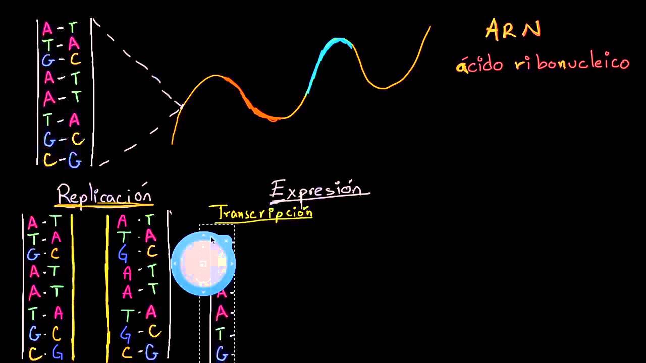 Replicación del ADN, transcripción y traducción del ARN | Biología | Khan Academy en Español