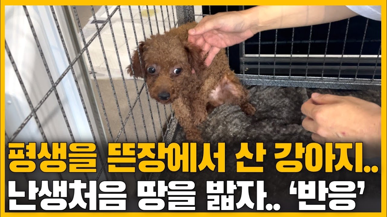 평생을 뜬장에서 산 강아지... 난생처음 땅을 밟자..