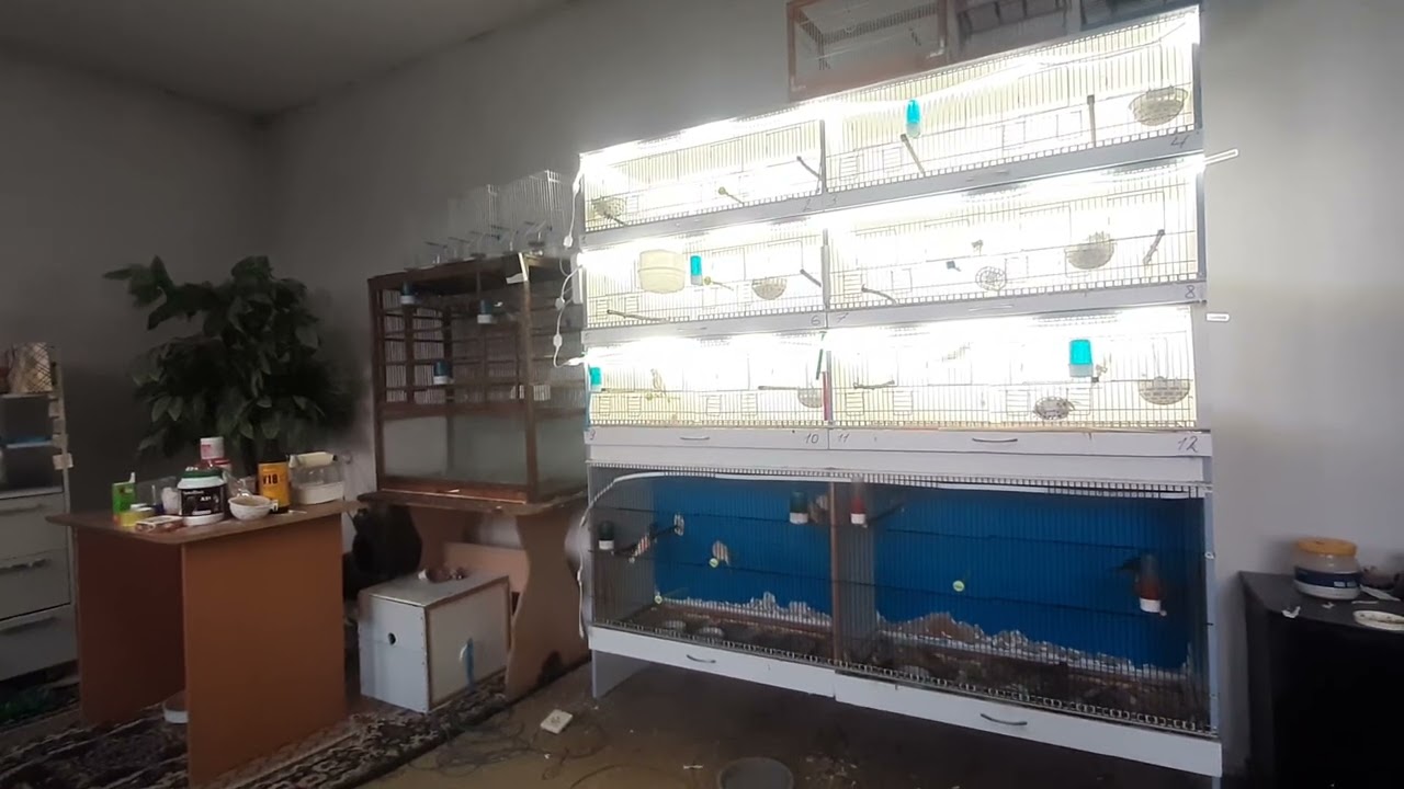 Канарейки- этот вопрос интересует всех заводчиков. Эксперимент.