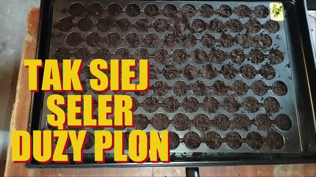Jak siać seler? TAK DBAJ O ROZSADĘ!!!  NAJLEPSZY TERMIN. TERAZ SIEJ SELER NA DUŻY PLON!!!