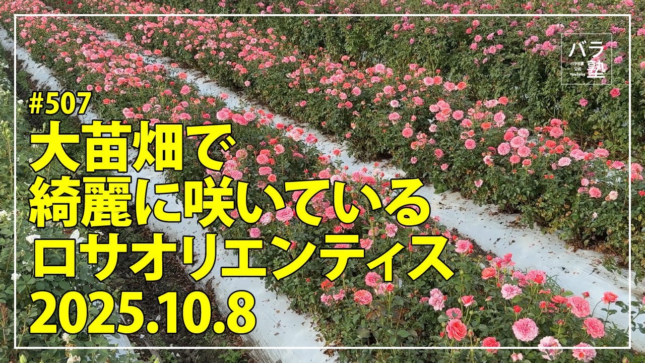 #507 大苗畑で綺麗に咲いているロサオリエンティス 2025.10.8