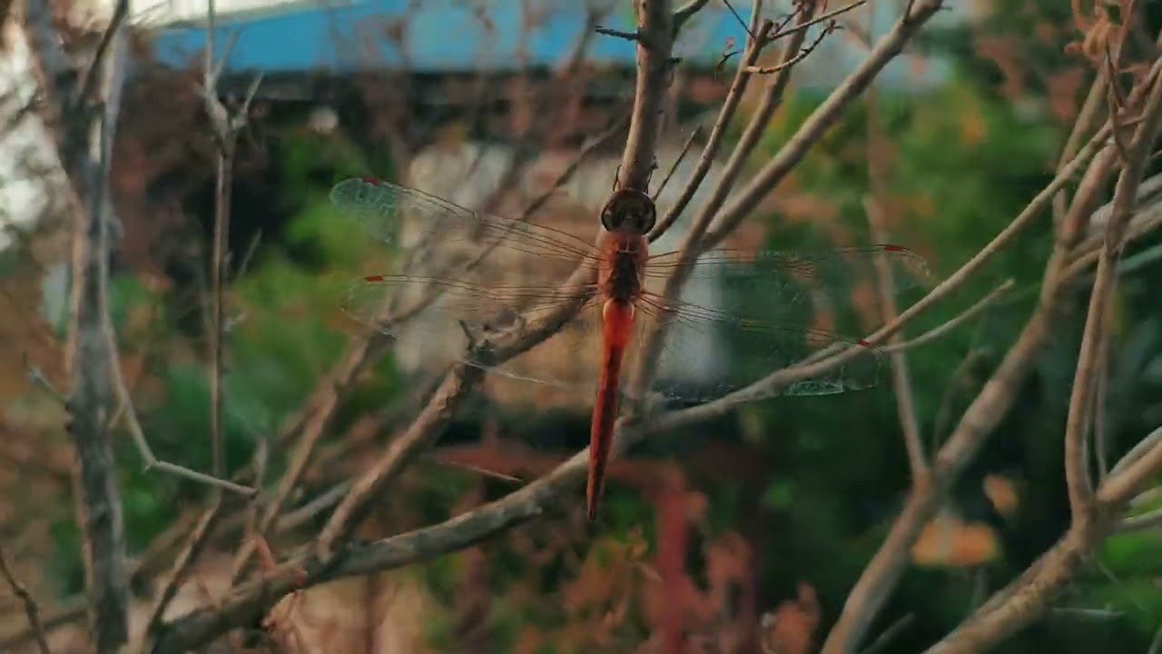 Dragon fly beuty of Nature. #dragonfly #beauty #nature 