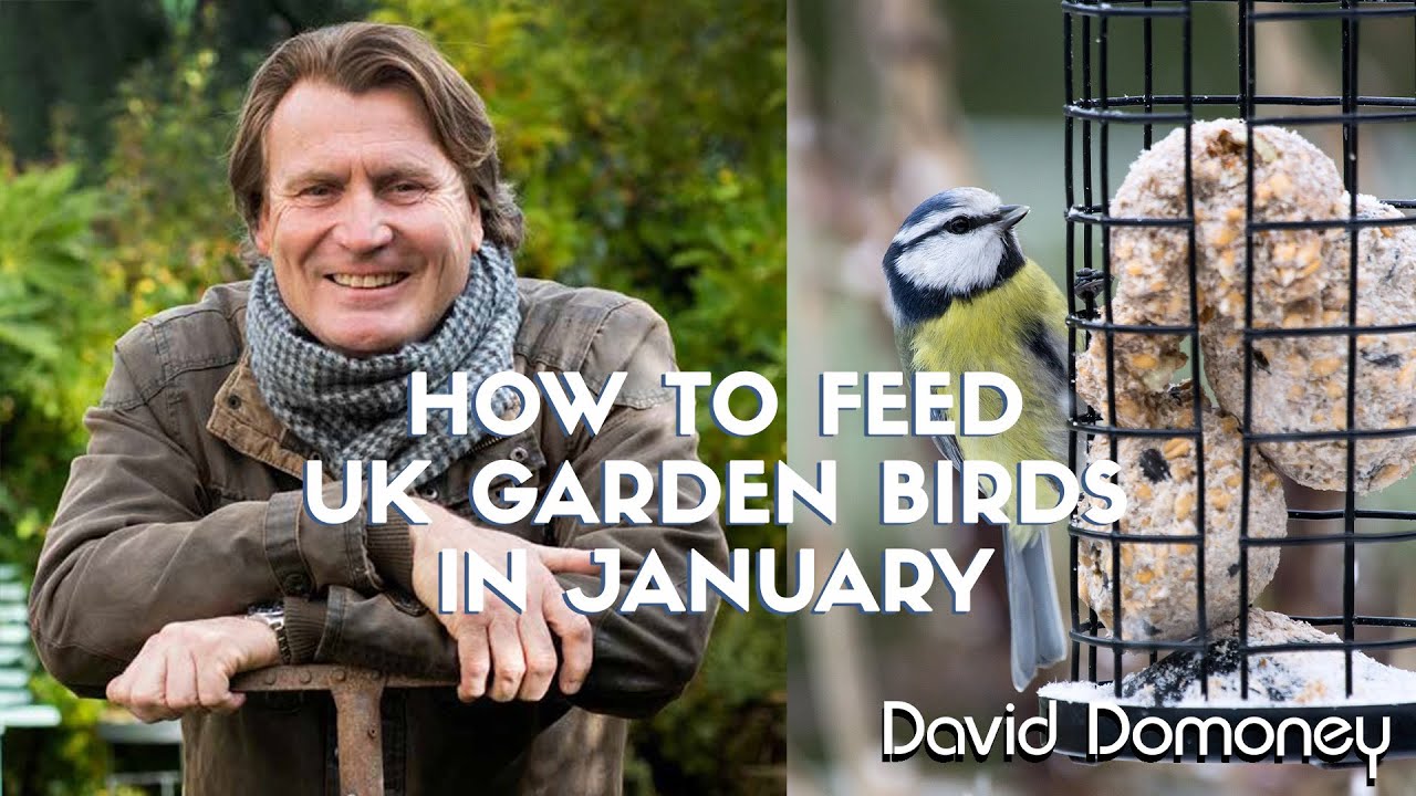 How to care for garden birds in the UK in January