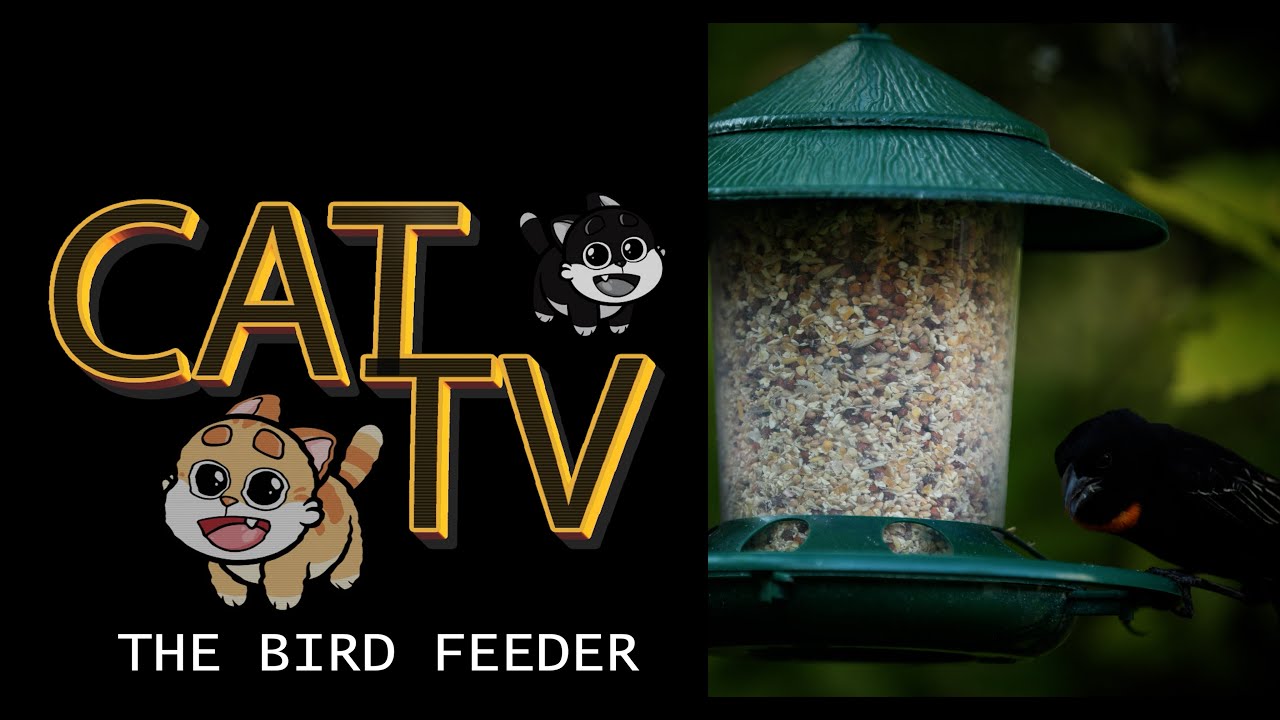 Cat TV  - The Bird feeder