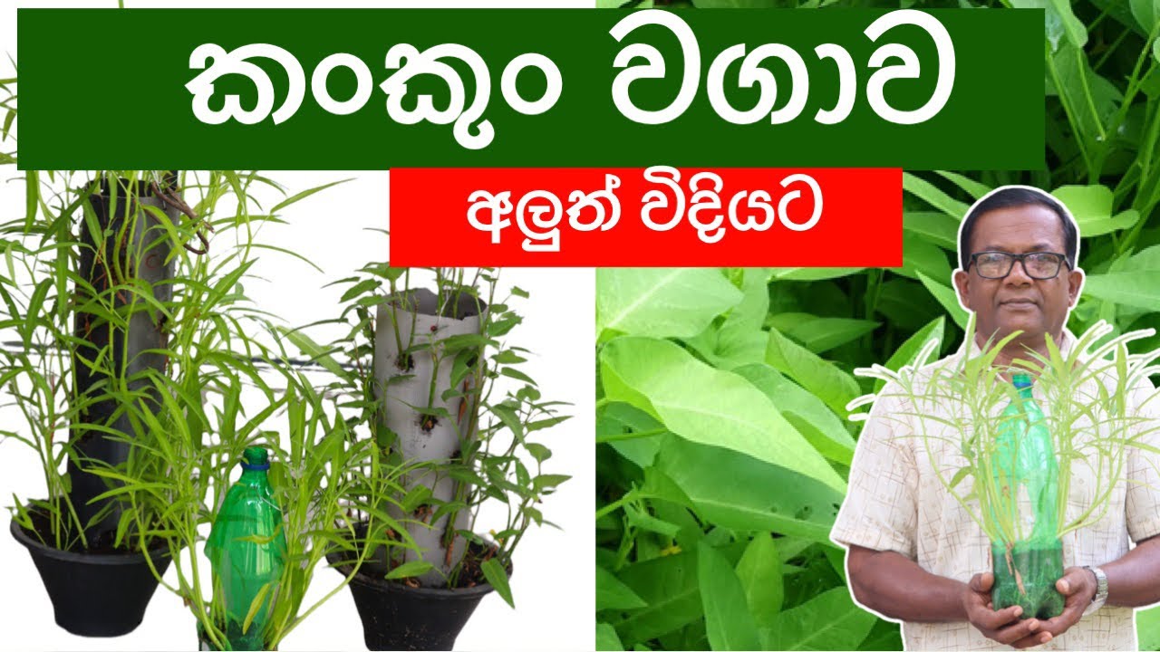 අලුත් විදියකට, පොඩි ඉඩක කංකුං වවන්න කැමතිද?  | Kangkong Wagawa | water Spanich | Ceylon Agri|Epi.297